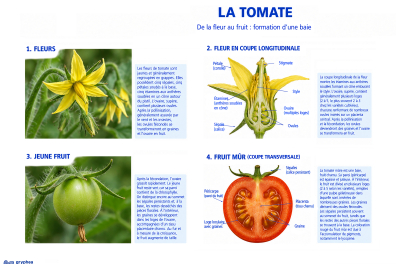 La Tomate - de la fleur au fruit